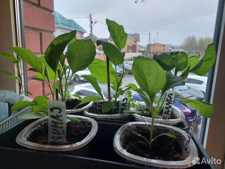 Рассада баклажан