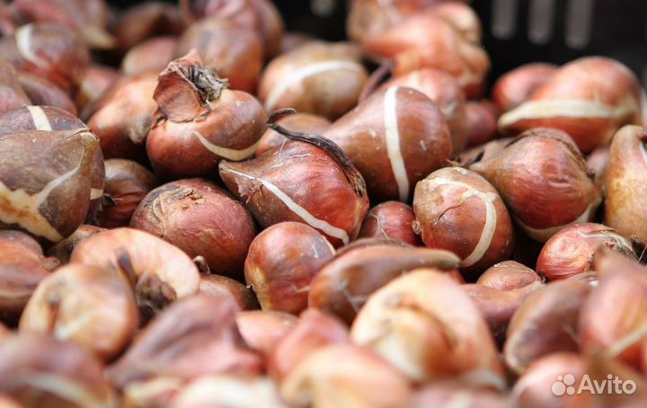 Луковицы тюльпанов от 3 тыс шт