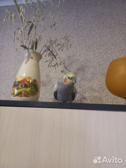 Корелла мальчик