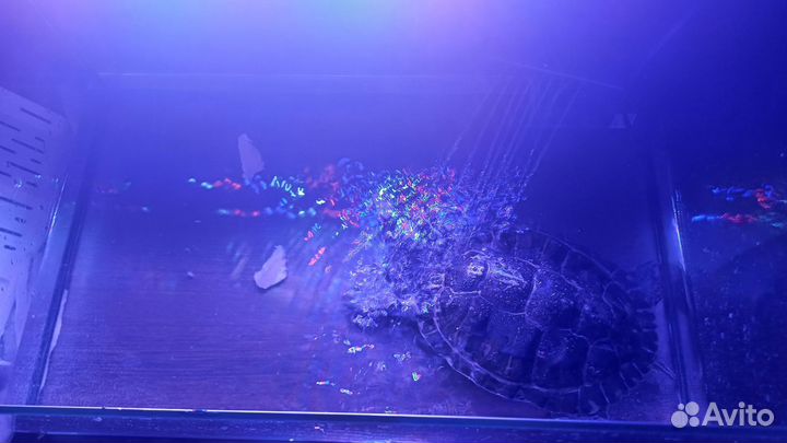 Красноухая черепаха(большая)