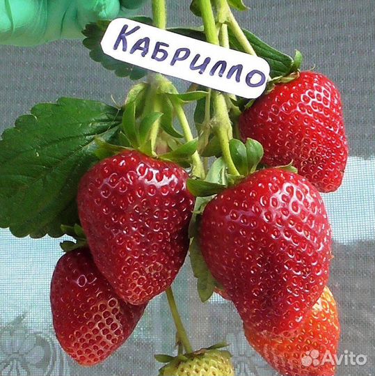 Рассада ремонтантной клубники Кабрилло