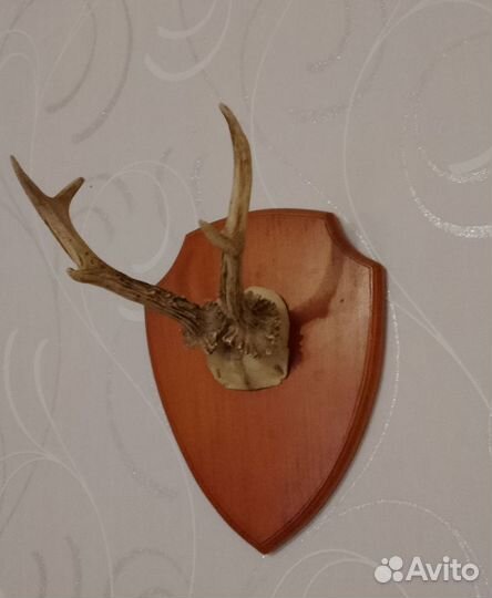 Рога косули