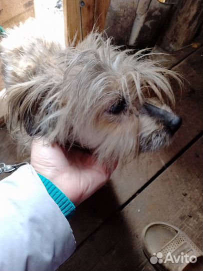 Найдена собака