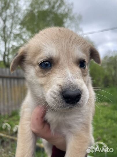 Щенки хаски