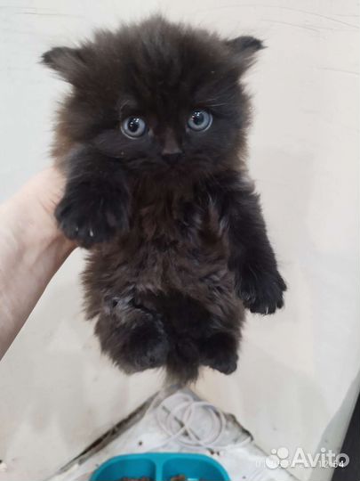 Кошки породистые бесплатно