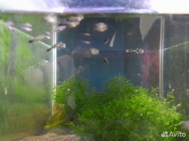 Рыба малек гуппи