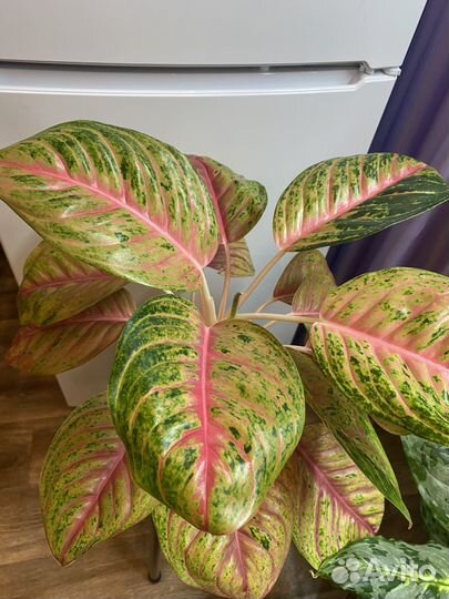 Аглаонема андини