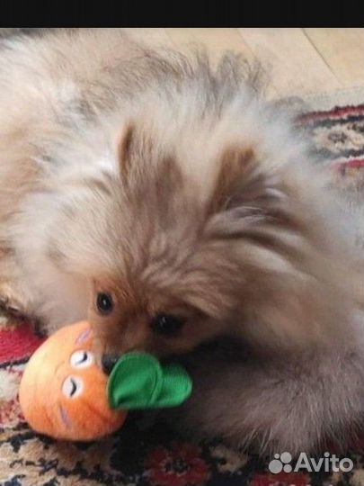 Новая игрушка Морковка для собак и кошек