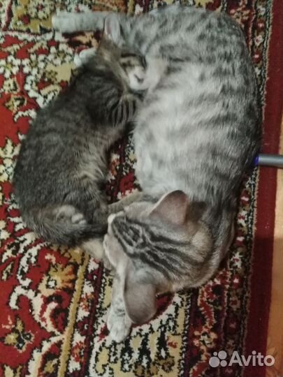 Котята