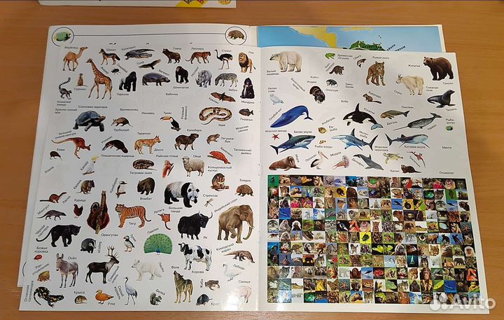 Детская книга с картой и наклейками Животные