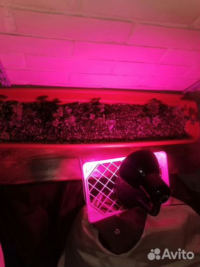 Фитолампа для растений фитолето uniel LED-A60-15W