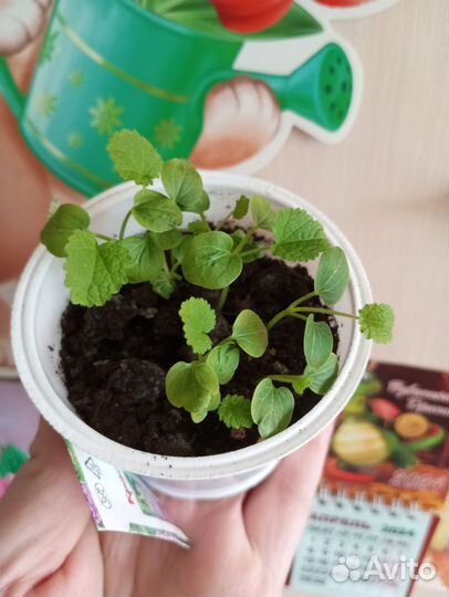 Рассада цветы шток роза