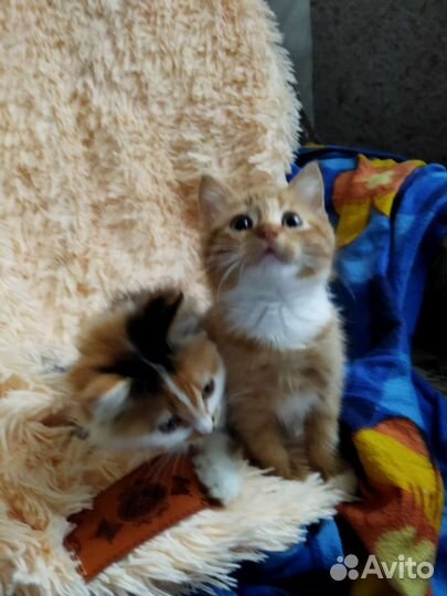 Кошка в дар бесплатно