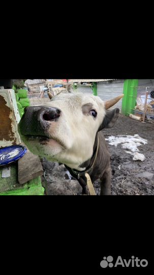 Бык белоголовый герефорд с казахским