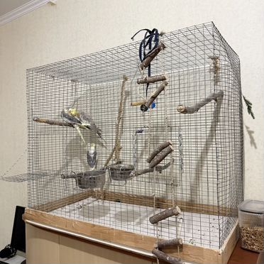 2 кореллы с большой клеткой