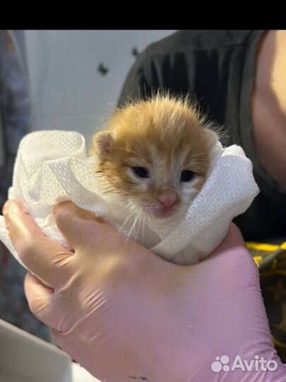 Котенок в добрые руки бесплатно