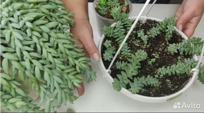 Хавортии обтуза,жемчужная, гастерии, седум Бурито