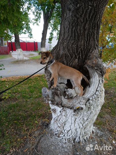 Собака в добрые руки щенок
