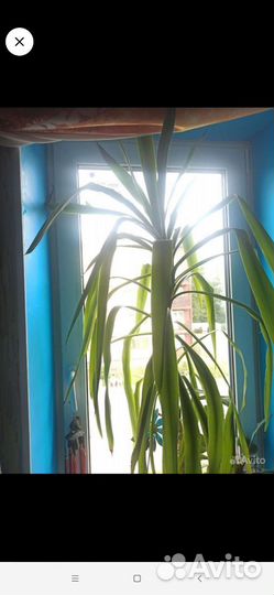 Юкка гигантская обмен