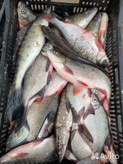 Свежая рыба