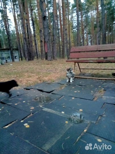 Щенята мальчики