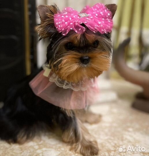 Мини девочка vip эксклюзив