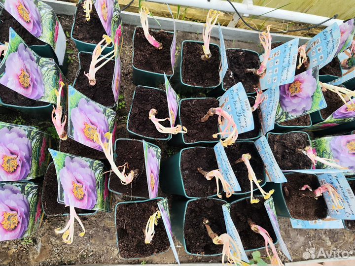 Пион древовидный и травянистый