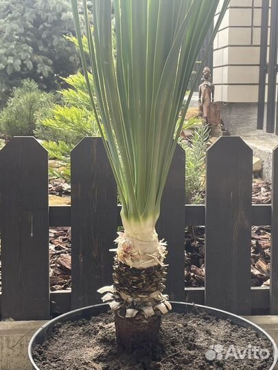 Пальма юкка взрослая