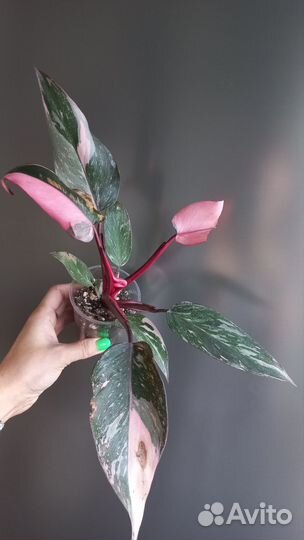 Филодендрон pink princess marble