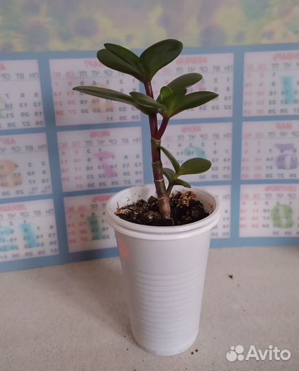 Комнатное растение: Денежное дерево (Толстянка)