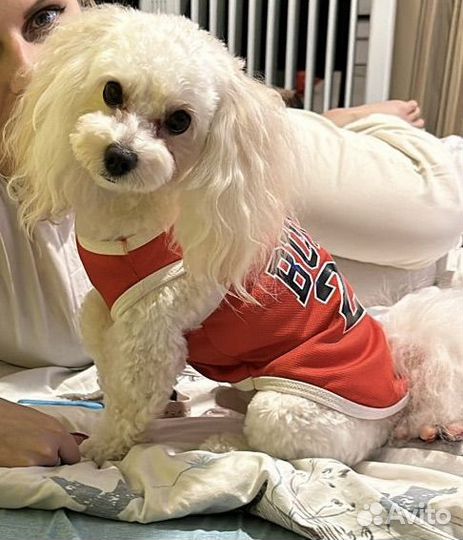 Вязка мальтипу кобель