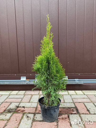 Туя Смарагд