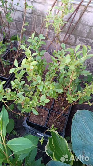 Голубика дюк