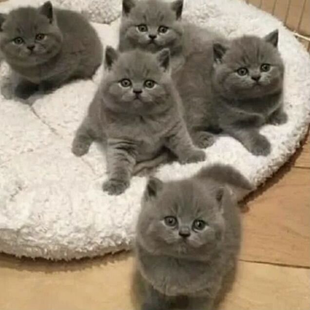 Британский короткошёрстный котёнок