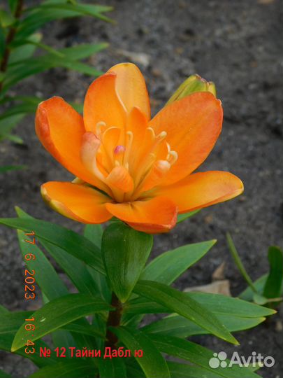 Лилии сортовые