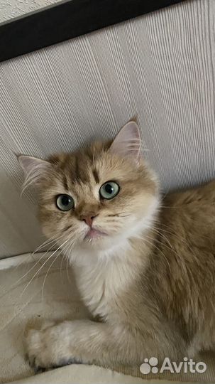 Кошка в дар