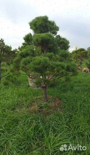 Можжевельник Блю Эрроу для живой изгороди
