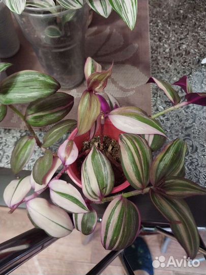 Традесканция