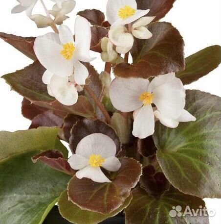 Бегония вечноцветущая белая