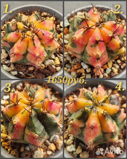 Gymnocalycium 'Carnelian'