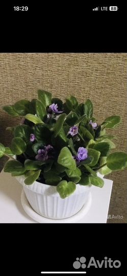 Цветущие фиалки