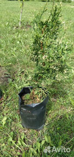 Туя западная и восточная