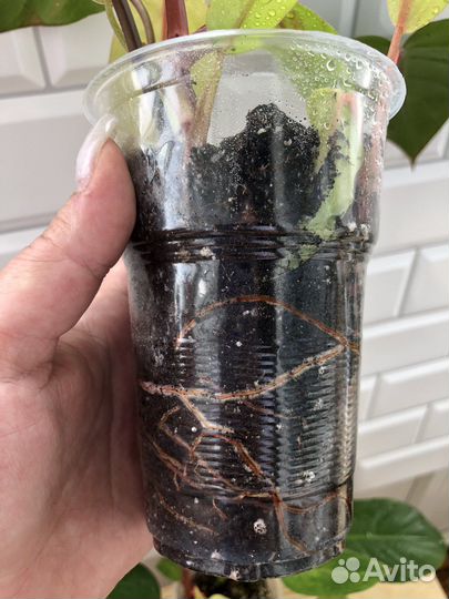 Филодендрон расписная леди (медуза)