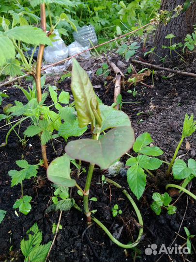 Садовый кустарник