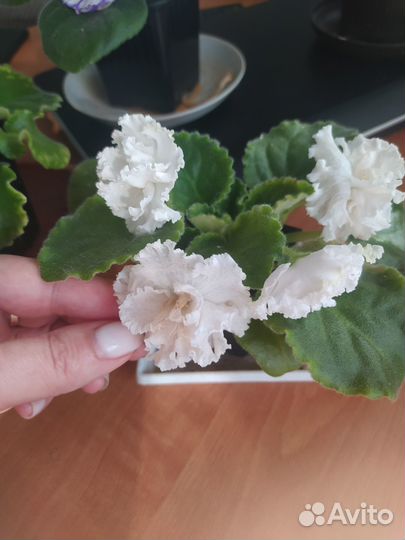 Фиалки сортовые детки