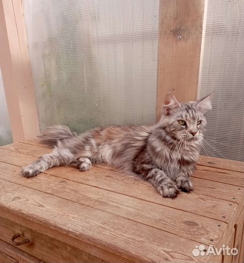 Кошка мейн-кун