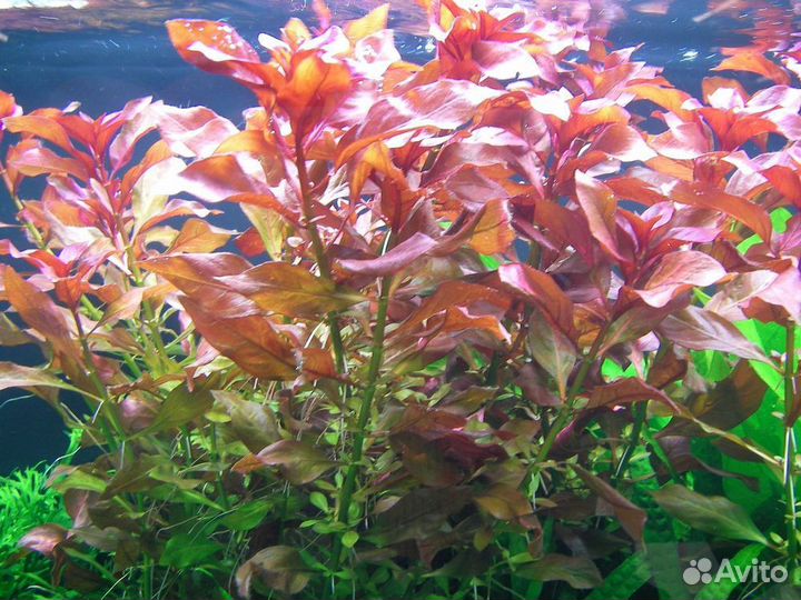 Аквариумные растения, Креветки, Рыбки