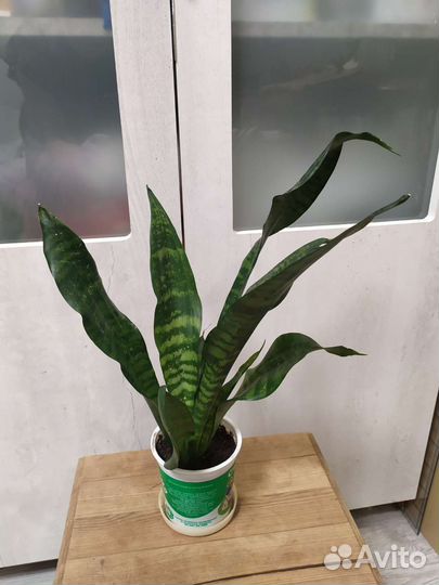 Сансевьера