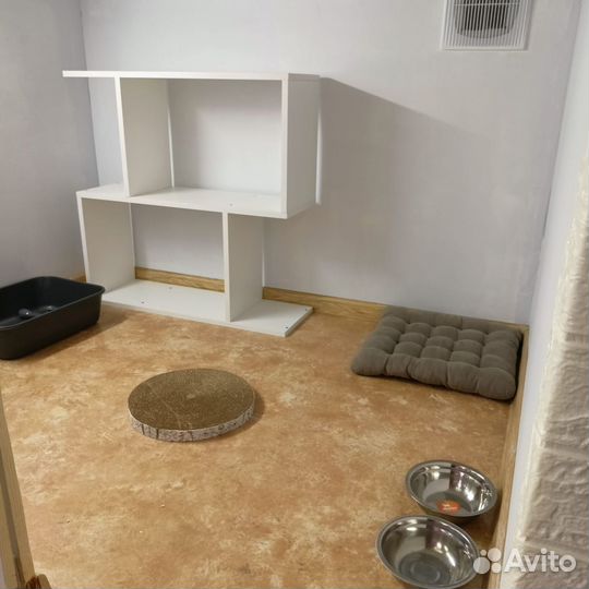 Новая Зоогостиница для кошек, SPA-услуги, груминг