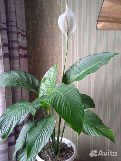 Спатифиллум